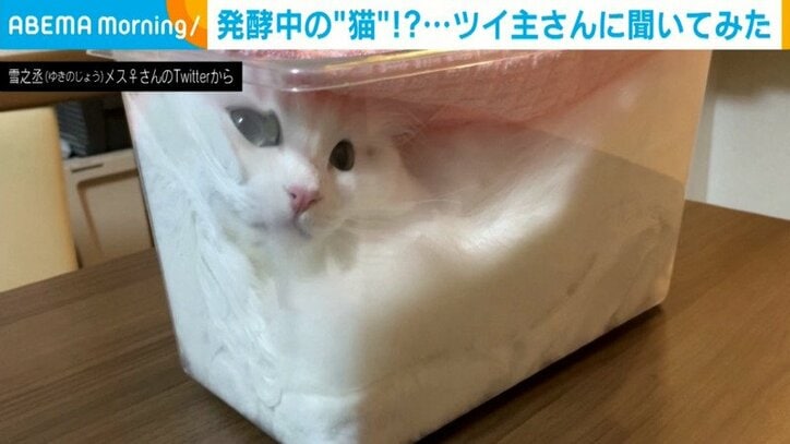 魚のおもちゃにドン引き？ 2本足で立ち上がりu201cガン見u201dする猫に反響
- 猫 後ろ足 バタバタ