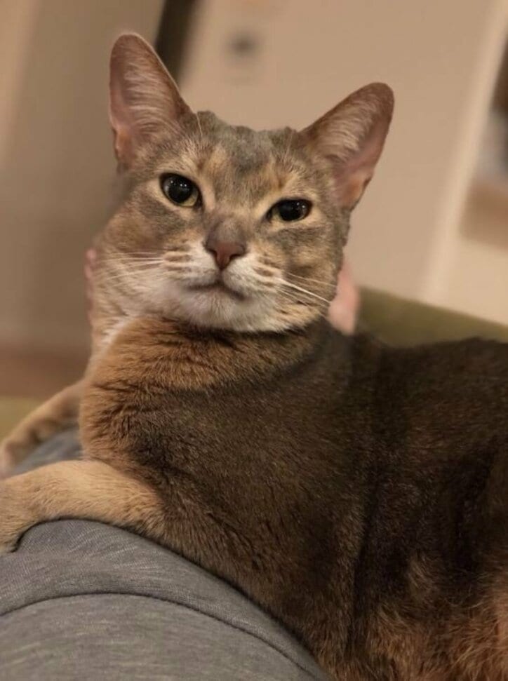 あいのり・桃、彼氏と愛猫の写真を比較「口が似てるのかな…」