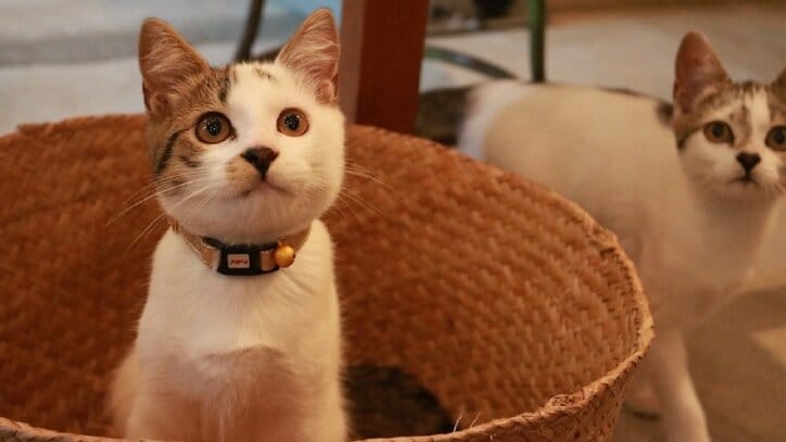 猫と旅、してみるニャ? 癒し系番組「旅猫ロマン」3作品が初放送