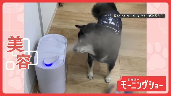 水蒸気パクパク!美意識の高い?ワンちゃん 加湿器から顔全体で浴びる…その理由とは