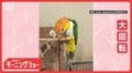 まるで体操選手! 止まり木の上で高速回転するインコさん なぜ回っているの?