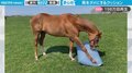 「人だけでなく馬もダメにしてしまった」クッションの快適さに名競走馬が“期待以上”のリアクション らしからぬ“珍”映像が話題