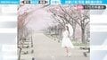満開の桜並木にポーズをとる1枚の写真…撮影裏での自撮り写真家の苦労に「朝からお疲れ様でした!」「駆けてゆく所が愛おしいです」と反響
