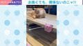 高かったのに…期待して新しいおもちゃを買った飼い主→猫のまさかの反応に「これぞ猫」「見向きもせんw」などの声