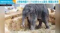 1882年の開園以来初、上野動物園でゾウの赤ちゃんが誕生