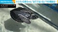 隠れ上手なウミガメの赤ちゃん!? “独特なスタイル”で水の上を漂う姿に「可愛いの極み」「お散歩しているみたい」と反響