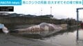 全長21m・重さ30トンの“巨大クジラ”発見 そのまま運べず切断 スペイン