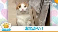 あざと可愛い猫の“おねだりポーズ”