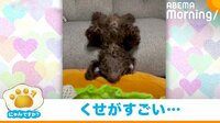 【映像】犬の“ユニークな寝姿”
