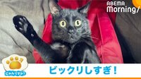 大きなくしゃみをされて“面白リアクション”をする猫(全体カット)