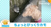 【映像】散歩していたら…カモに急接近され“尻込み”する犬
