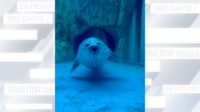 【映像】穴から無限に出てくるアザラシ