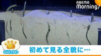 【映像】巣穴に潜っているチンアナゴが観察できる水槽