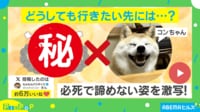 【映像】浴槽に飛び込もうとする柴犬