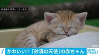 「砂漠の天使」スナネコの赤ちゃん