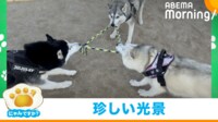 【映像】ハスキー3頭の引っ張り合いで見事なトライアングル