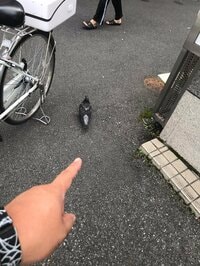 安田大サーカスクロちゃん『親切風の職質！』