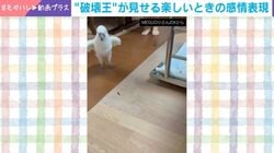 テンションの上がったオウム→ぴょんぴょんぴょん…まさかの感情表現に「かわいい」「ハッピーが伝わってきた」と反響