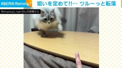 勢いつけすぎ!! 飛びかかった猫が“静かに転落”する姿に飼い主ほっこり
