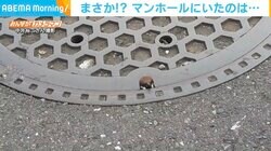 スズメがマンホールの穴からひょっこり まるでモグラ叩きのような光景に撮影者ほっこり