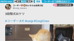 コーギーのお尻丸見えな姿が"悶絶級" 3ステップで床ペタに「永遠に見ていられる」「もふもふしたい」の声
