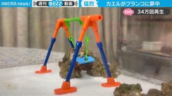 「スローでも速いw」カエルのブランコ姿が話題 「首がぐいんぐいんなってる」驚きの反響も