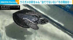 隠れ上手なウミガメの赤ちゃん!? “独特なスタイル”で水の上を漂う姿に「可愛いの極み」「お散歩しているみたい」と反響