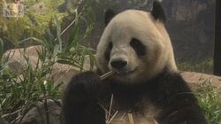 米中首脳が電話会談　台湾問題で習主席がけん制か　日本へのパンダ貸出停止も浮上