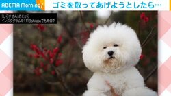 「フッてしたら…」 トイプードルの“欠けた”姿が「やばい！これは食われとるw」と話題