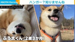 柴犬「ハンガー? 知りませんね」 珍妙な“キョトン顔”が「上目使いかわいい」「わんちゃんも目が泳ぐんですね」と話題