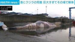 全長21m・重さ30トンの“巨大クジラ”発見 そのまま運べず切断 スペイン