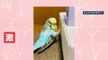 ダダダ！ 超高速タッチ 脚で箱を高速でたたくインコさん 中身を確認し