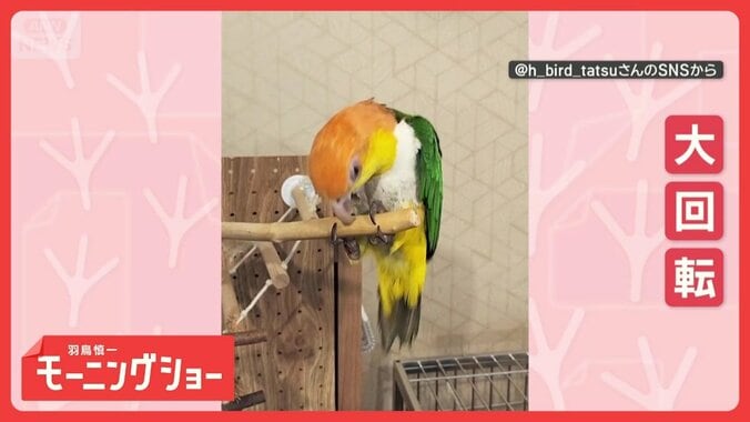 まるで体操選手！　止まり木の上で高速回転するインコさん　なぜ回っているの？ 1枚目