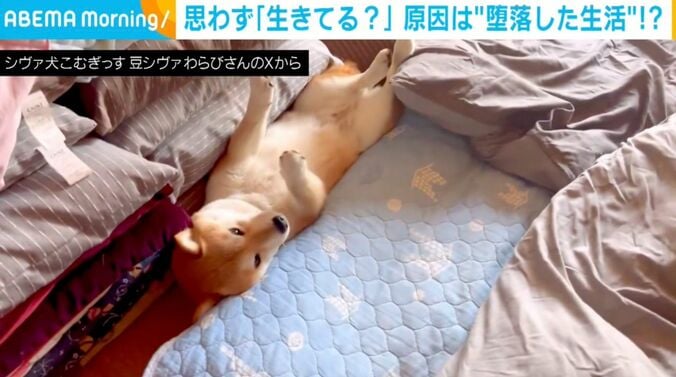 柴犬のわらびちゃん