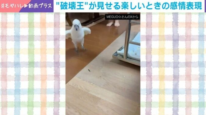 オウムのおこめくん