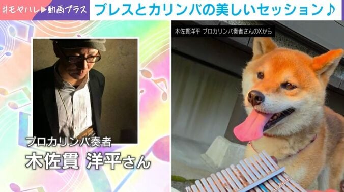 木佐貫洋平さん、柴犬
