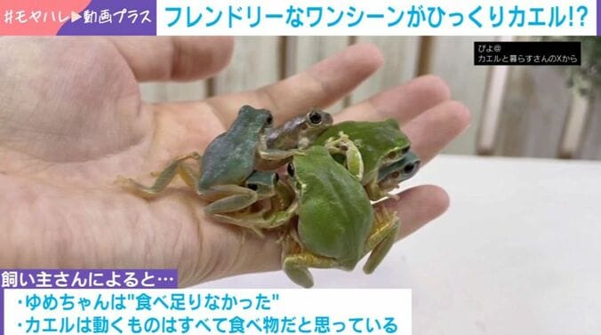 カエル