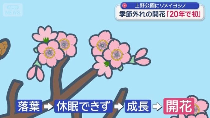 開花の理由