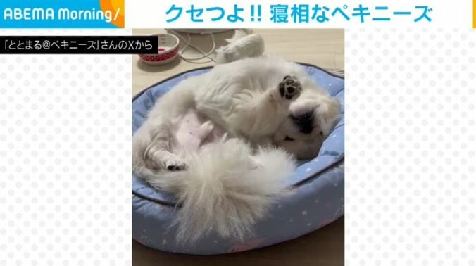 ペキニーズのととまるくん