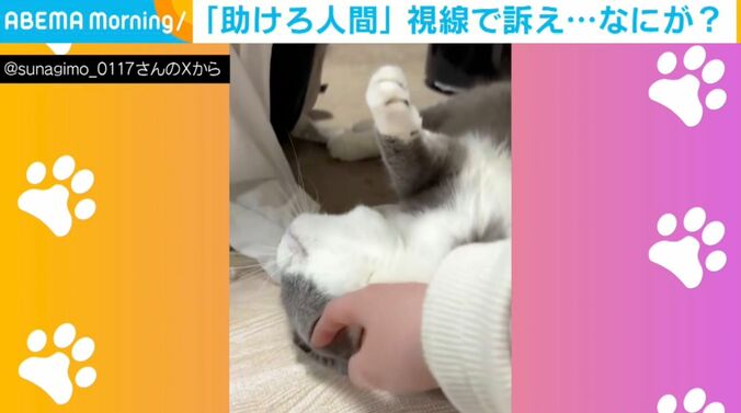 猫のすなぎもくん