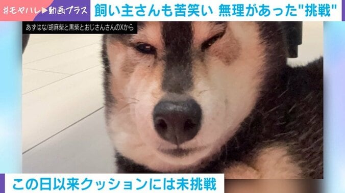 黒柴