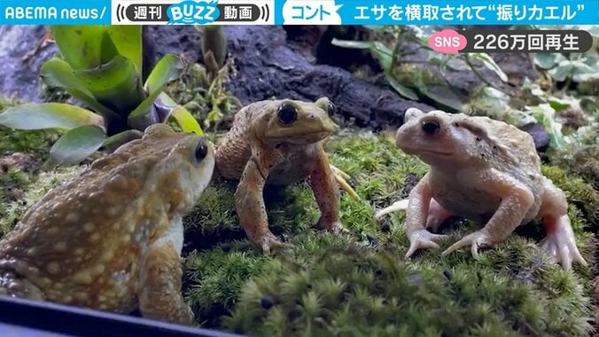 エサを横取りされて「え、どういうこと？」カエル2匹の同時リアクションがまるでコント 1枚目