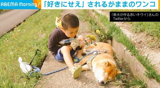 「好きにせえ」 “弟”が吹いたたんぽぽの綿毛が体にびっしり、されるがままの柴犬に反響 1枚目