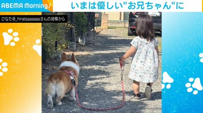 コーギーのひなたくん