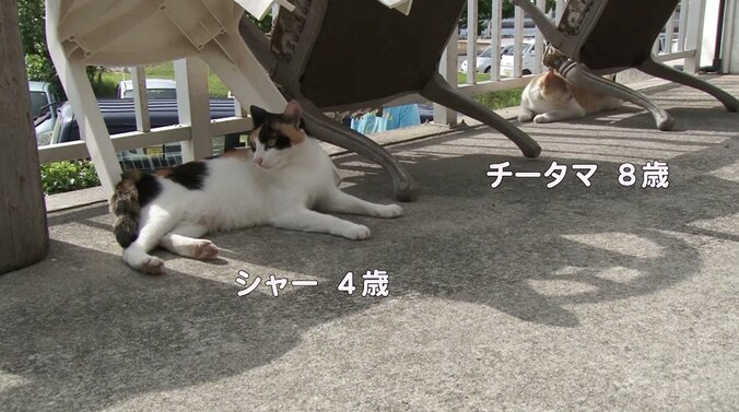 天使さんかな？  沖縄の島々で美猫に遭遇ニャン！「美ら猫」シリーズ連続放送 12枚目