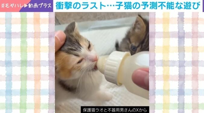 子猫の予測不能な遊び!?
