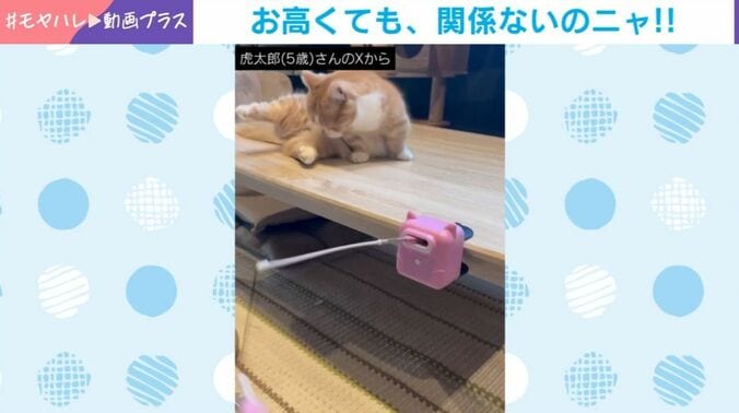 虎太郎くん