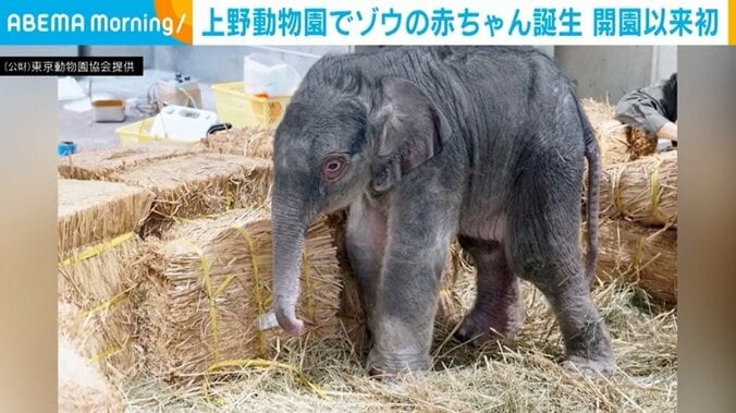 1882年の開園以来初、上野動物園でゾウの赤ちゃんが誕生 1枚目