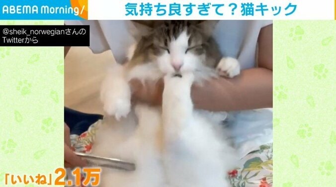 あごにバシバシッ！自分の顔を蹴りまくるネコに飼い主も「ゴロゴロ言ってた」と困惑 1枚目