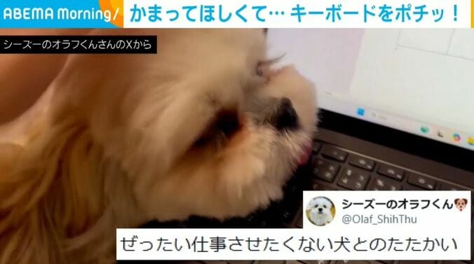 シーズーのオラフくん